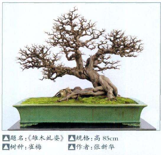 顺德举办一次别开生面的盆景展