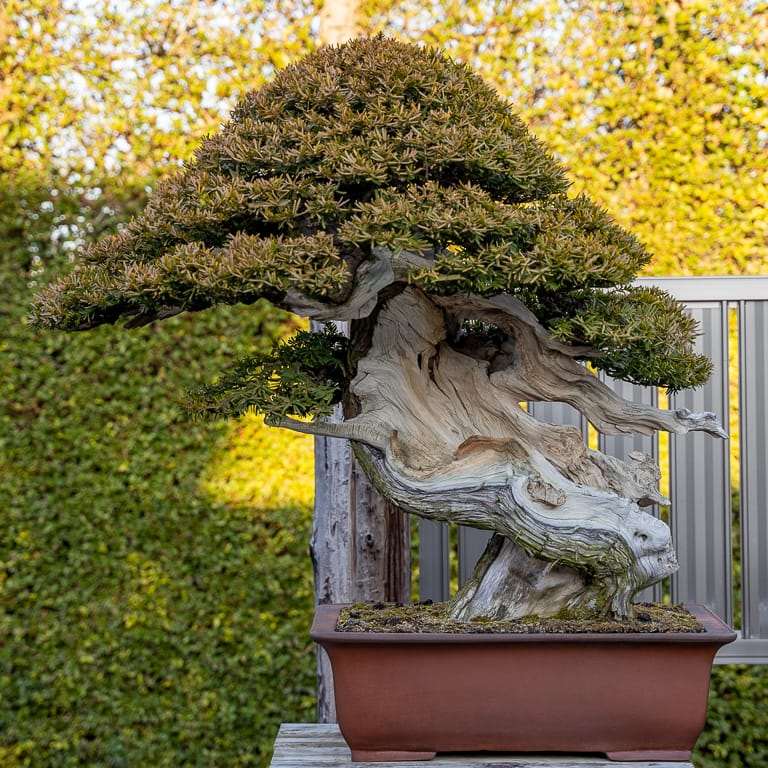 2020年 参观木村正彦的盆景园 图片