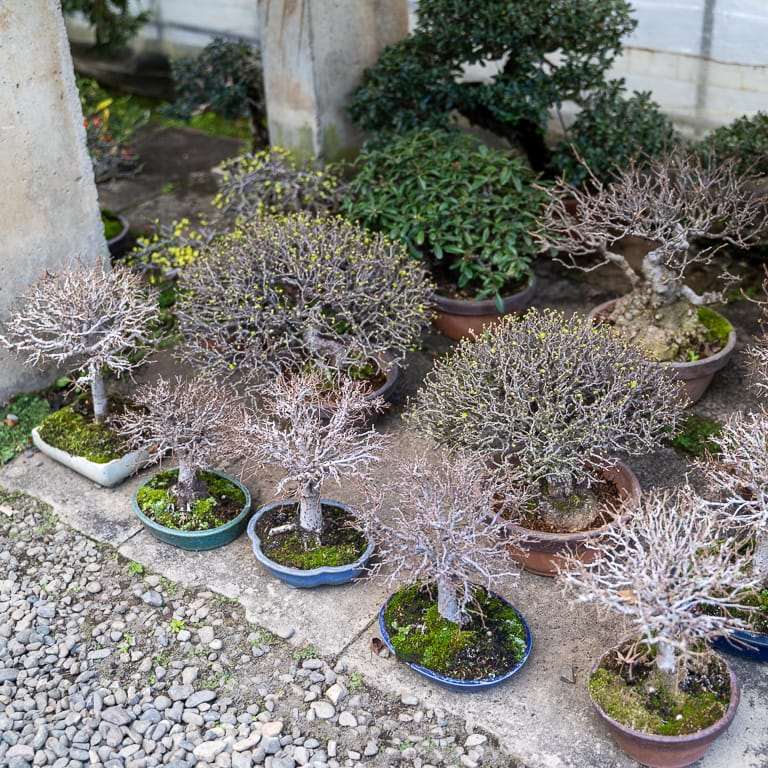 2020年 参观木村正彦的盆景园 图片