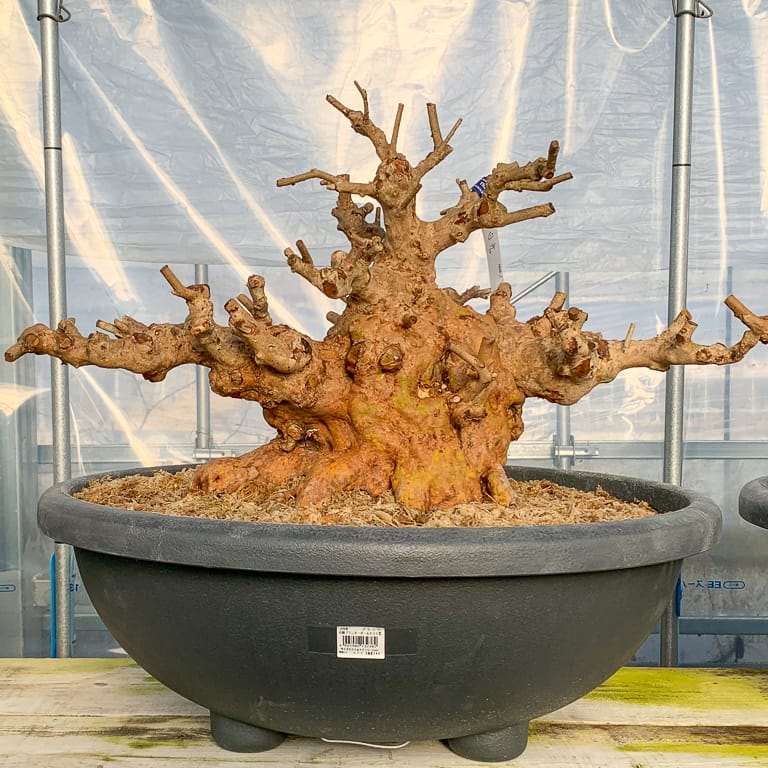 老外种植的小月杜鹃花盆景 图片