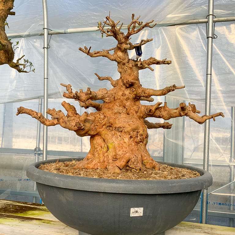 老外种植的小月杜鹃花盆景 图片