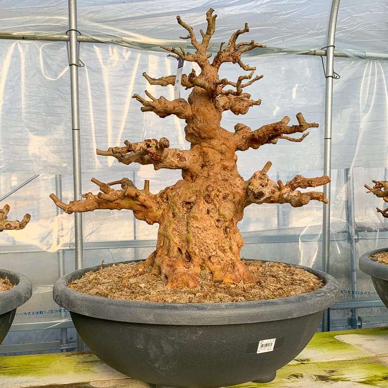 老外种植的小月杜鹃花盆景 图片