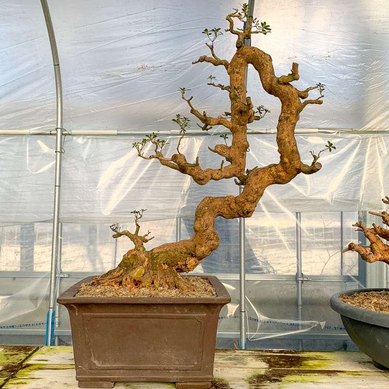 老外种植的小月杜鹃花盆景 图片