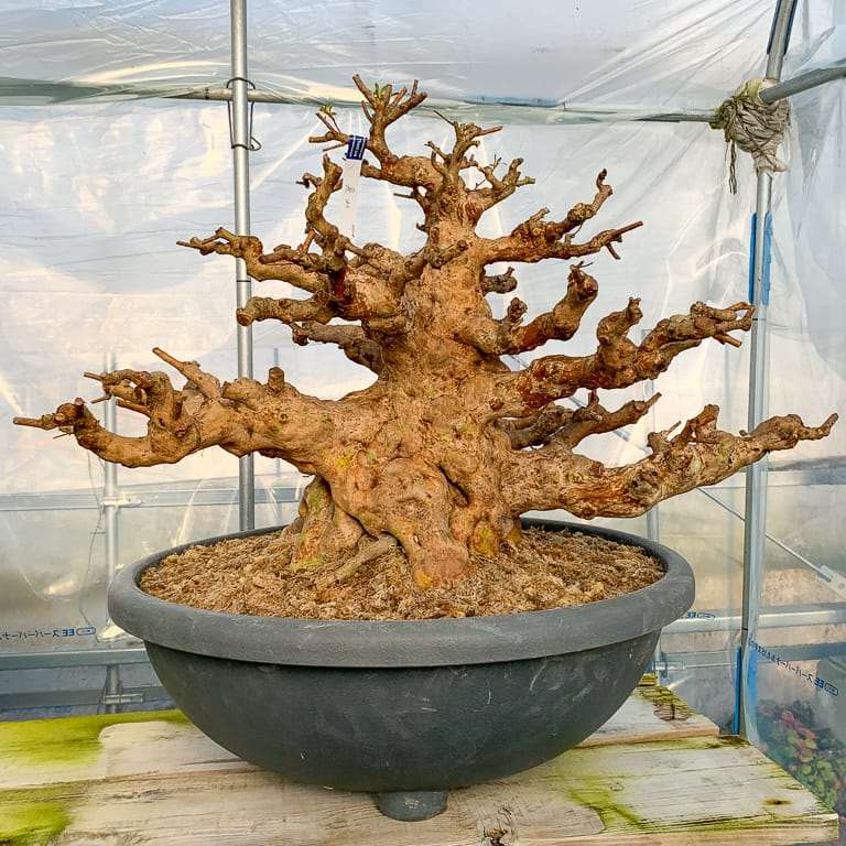 老外种植的小月杜鹃花盆景 图片