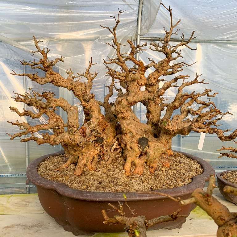 老外种植的小月杜鹃花盆景 图片