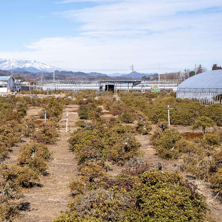 高桥和弘的田间小月杜鹃花盆景