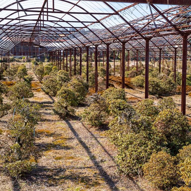 高桥和弘的田间小月杜鹃花盆景 图片