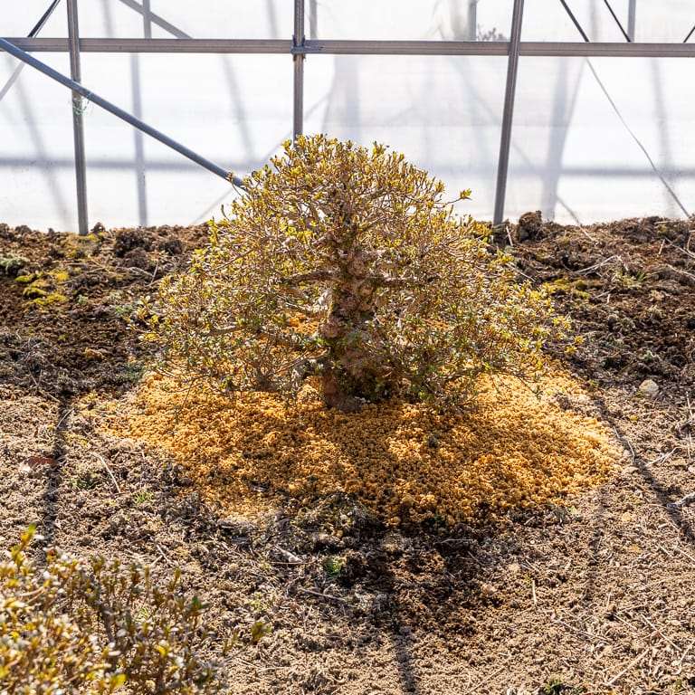 高桥和弘的田间小月杜鹃花盆景 图片