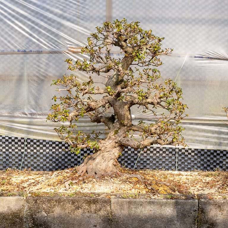 高桥和弘的田间小月杜鹃花盆景 图片