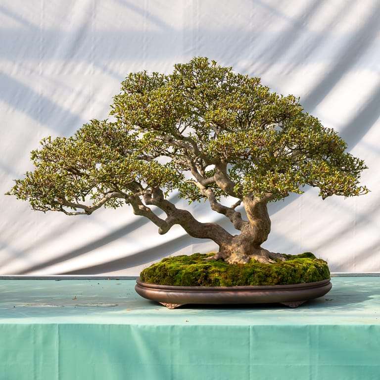 高桥和弘的田间小月杜鹃花盆景 图片