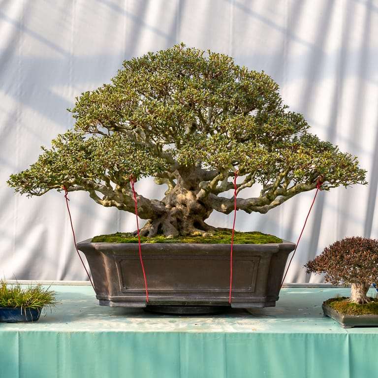 高桥和弘的田间小月杜鹃花盆景 图片