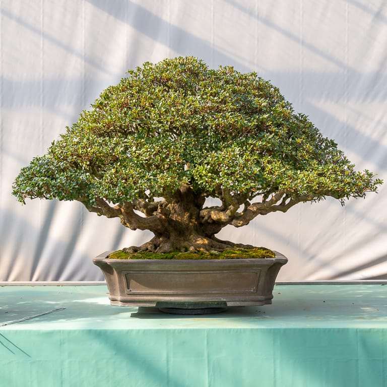 高桥和弘的田间小月杜鹃花盆景 图片