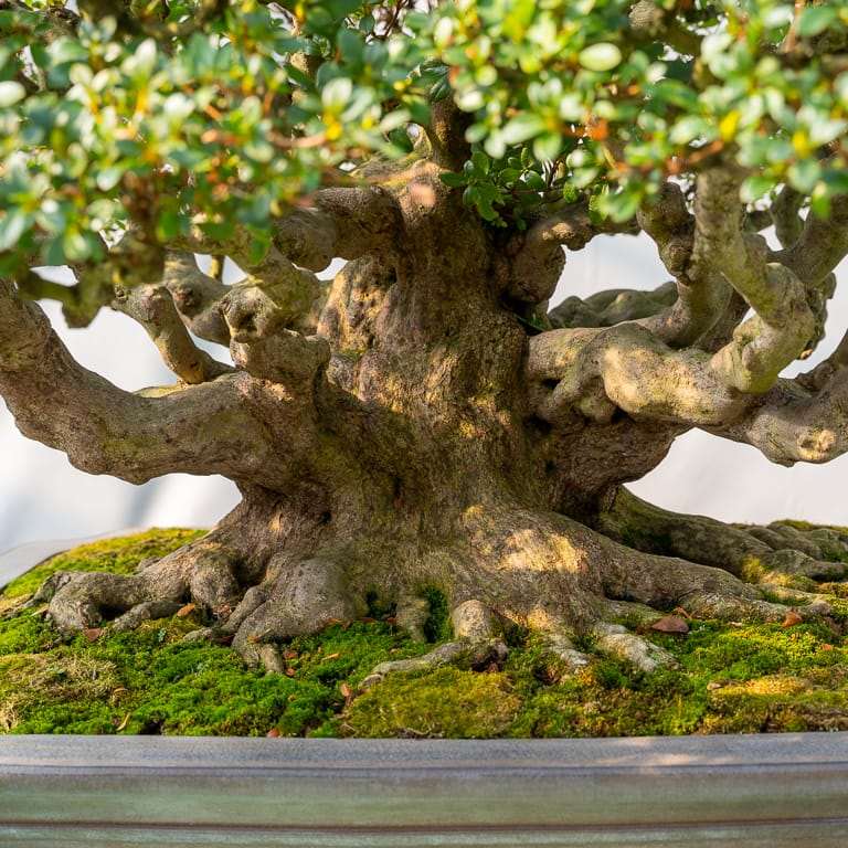 高桥和弘的田间小月杜鹃花盆景 图片