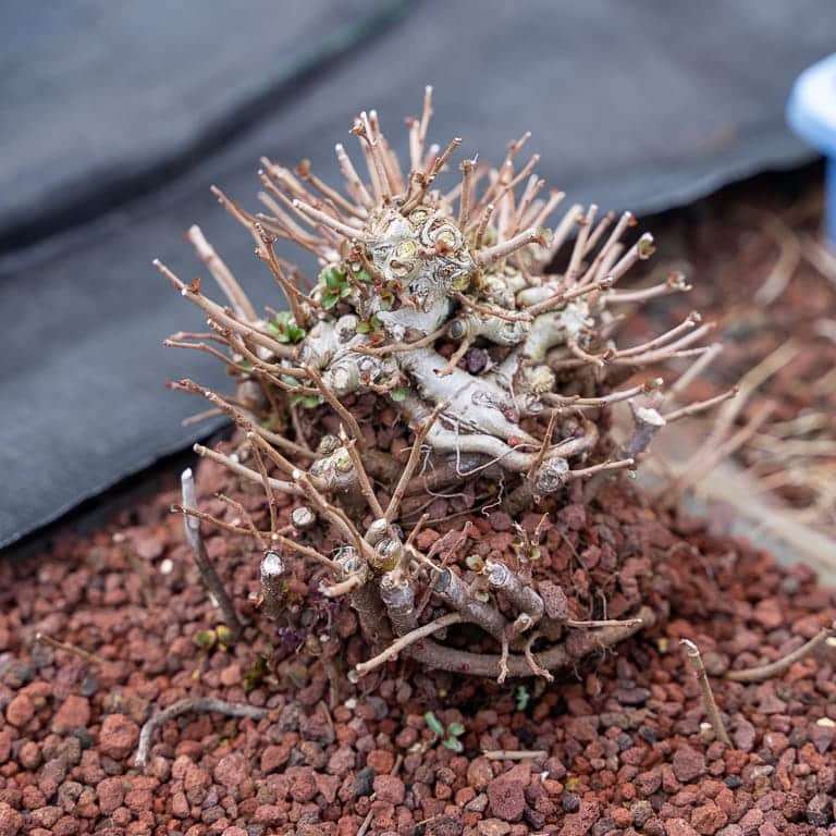 大沼的小品盆景栽培技术 老外图片