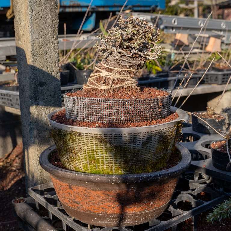 大沼的小品盆景栽培技术 老外图片