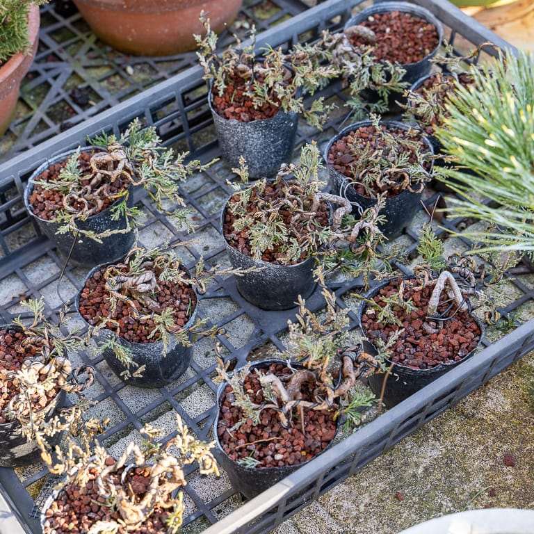 大沼的小品盆景栽培技术 老外图片