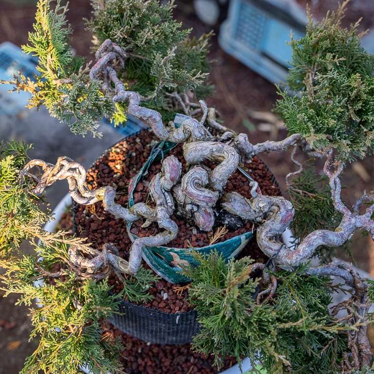 大沼的小品盆景栽培技术 老外图片