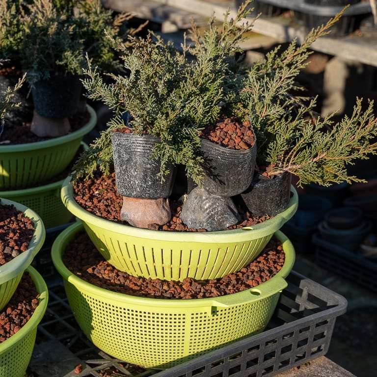 大沼的小品盆景栽培技术 老外图片