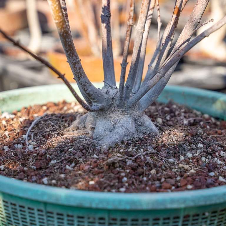 大沼的小品盆景栽培技术 老外图片