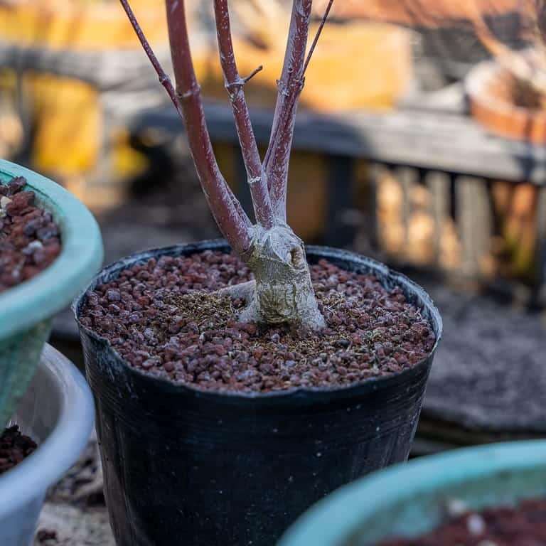 大沼的小品盆景栽培技术 老外图片
