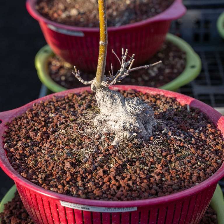 大沼的小品盆景栽培技术 老外图片