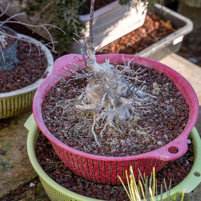 大沼的小品盆景栽培技术 老外图片