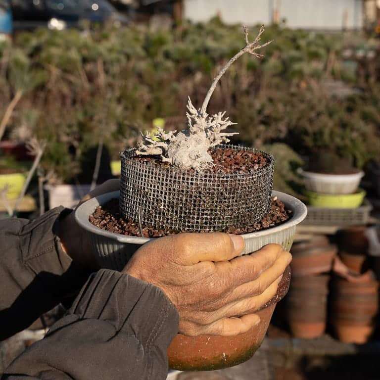 大沼的小品盆景栽培技术 老外图片