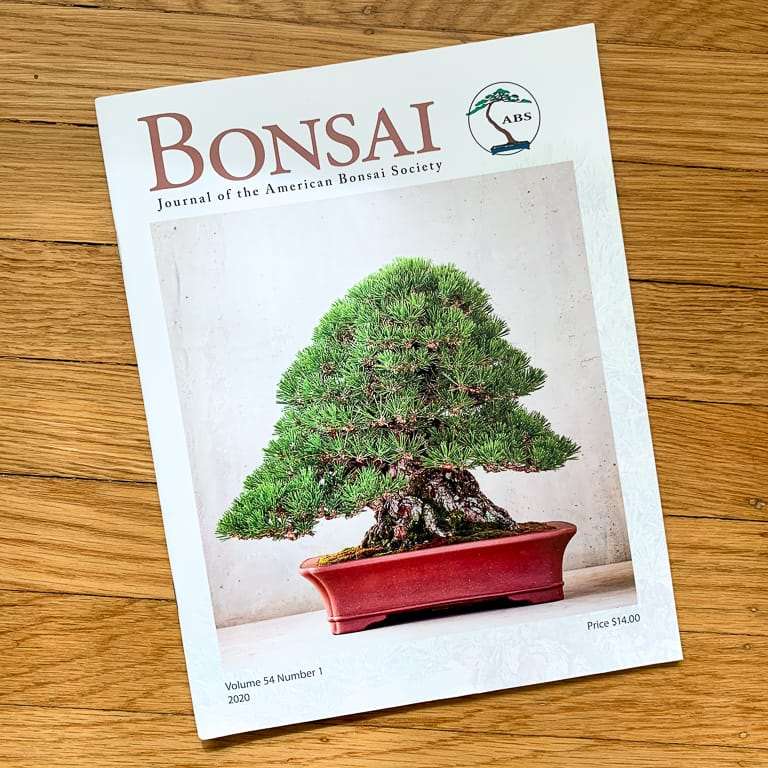 大沼的小品盆景栽培技术 老外图片