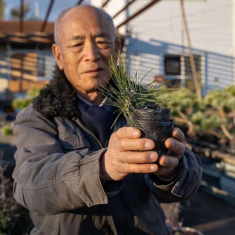 东京 大沼和雄的小品盆景 图片