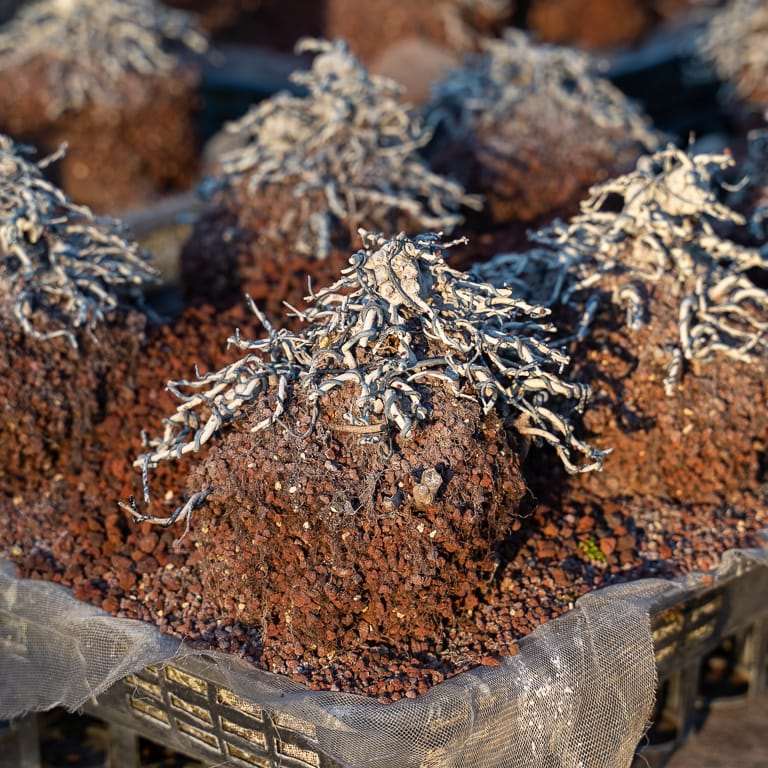 东京 大沼和雄的小品盆景 图片