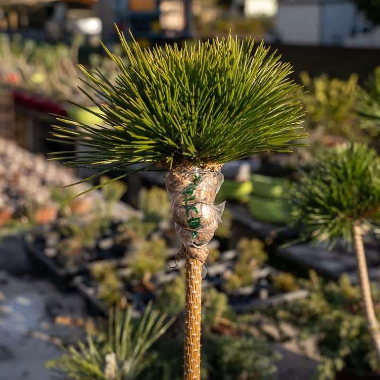东京 大沼和雄的小品盆景 图片