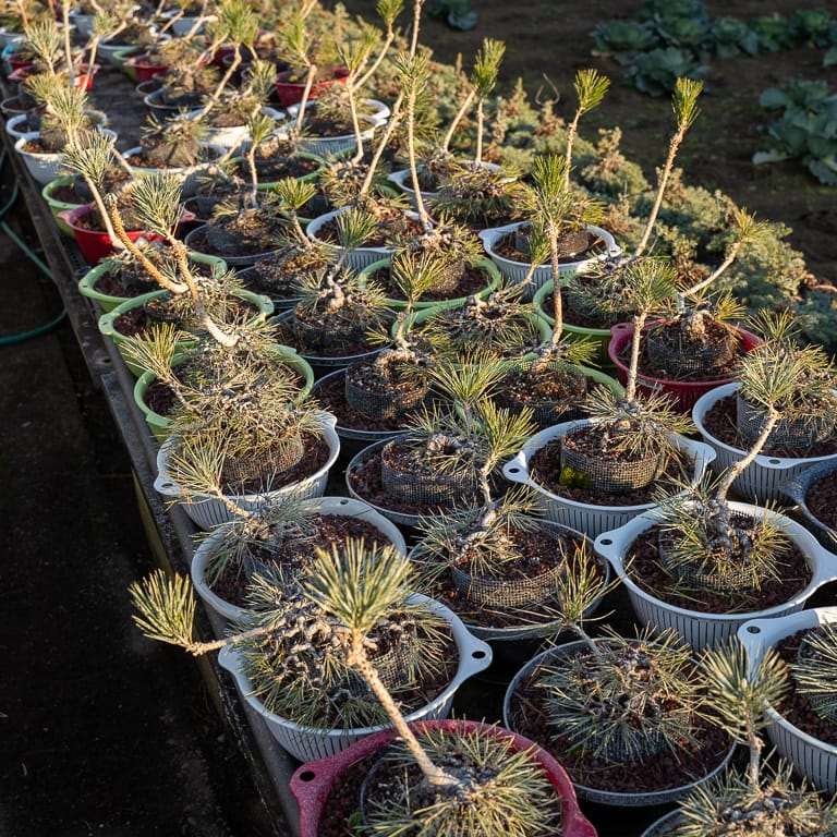 东京 大沼和雄的小品盆景 图片