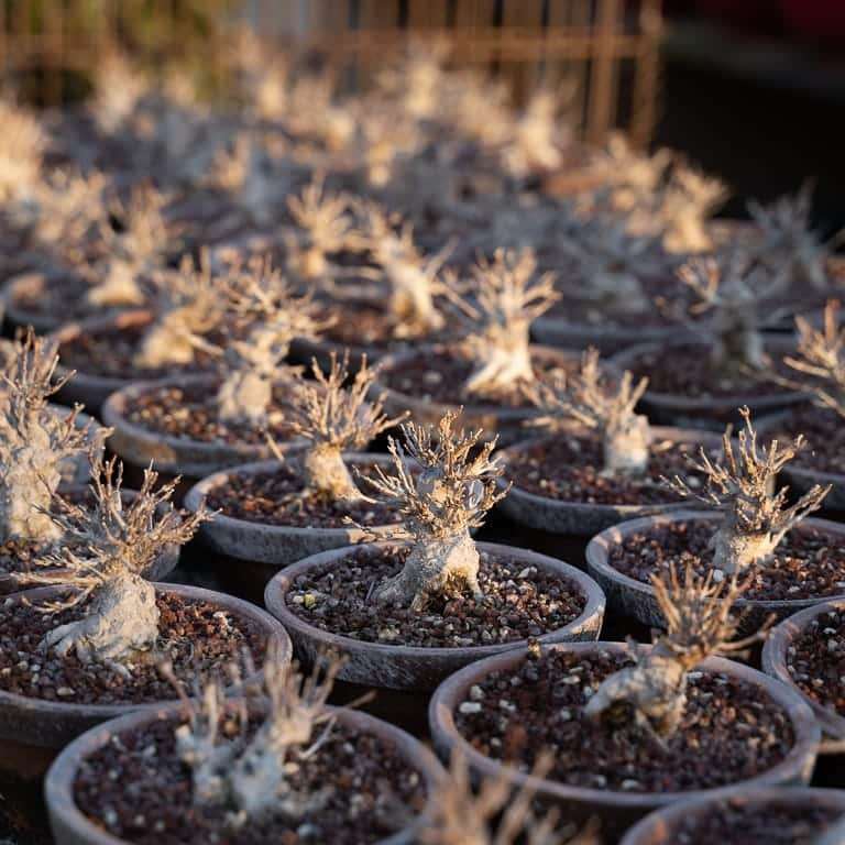 东京 大沼和雄的小品盆景 图片