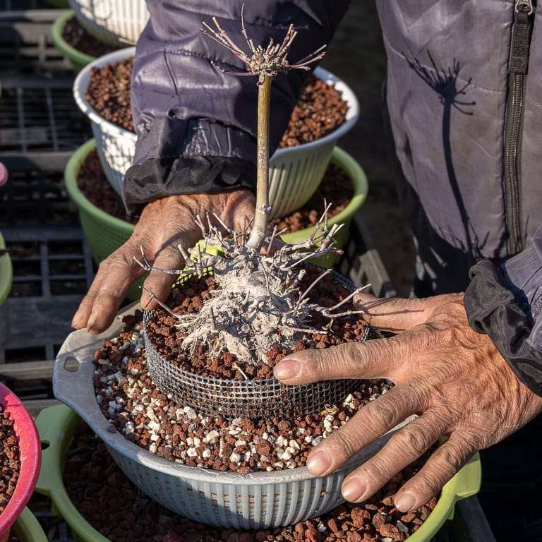 东京 大沼和雄的小品盆景 图片