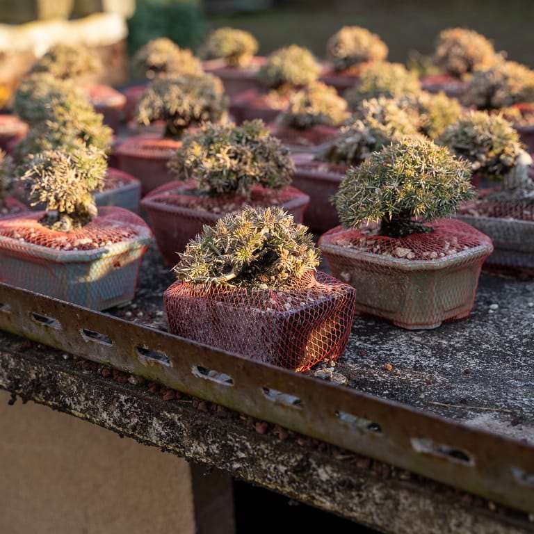 东京 大沼和雄的小品盆景 图片