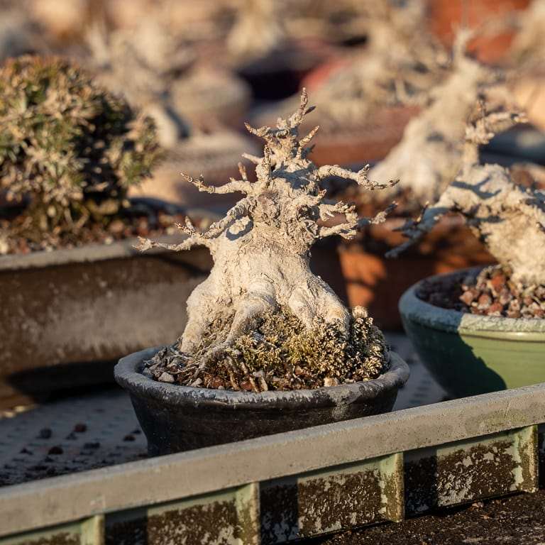 东京 大沼和雄的小品盆景 图片