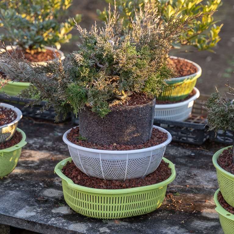 东京 大沼和雄的小品盆景 图片