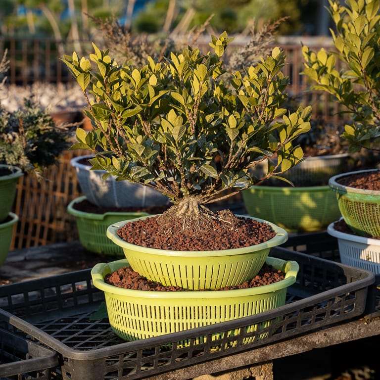 东京 大沼和雄的小品盆景 图片