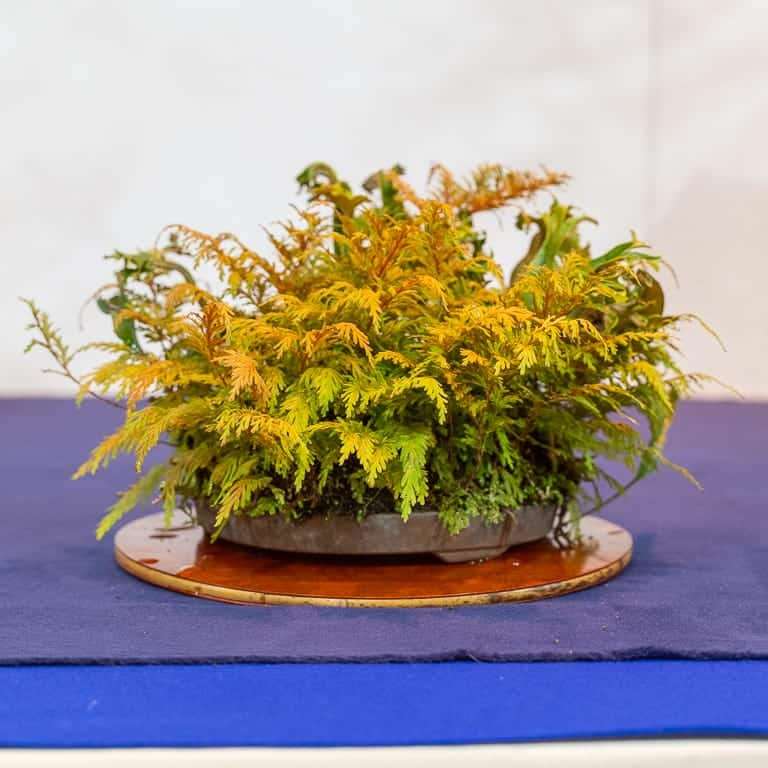 第94届国府10周年盆景大会 图片