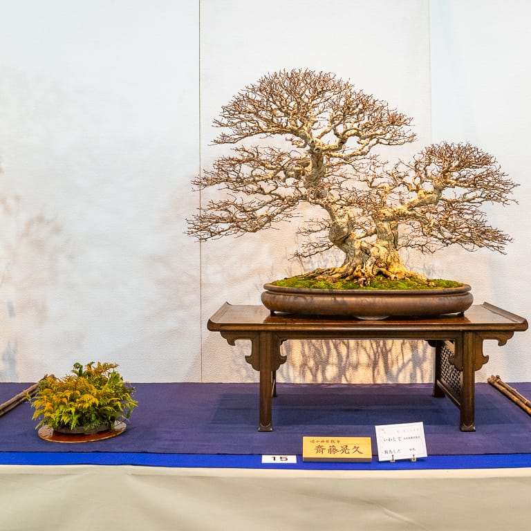 第94届国府10周年盆景大会 图片