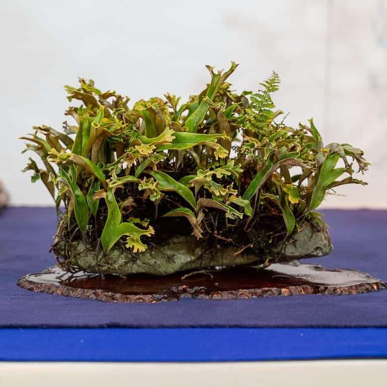 第94届国府10周年盆景大会 图片