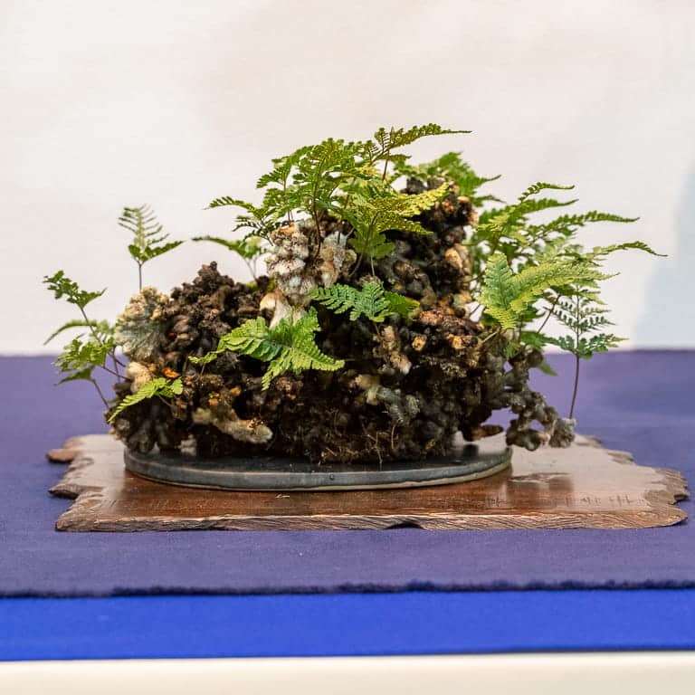 第94届国府10周年盆景大会 图片