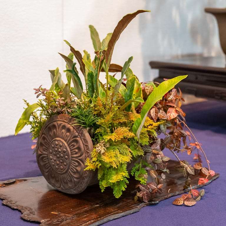 第94届国府10周年盆景大会 图片