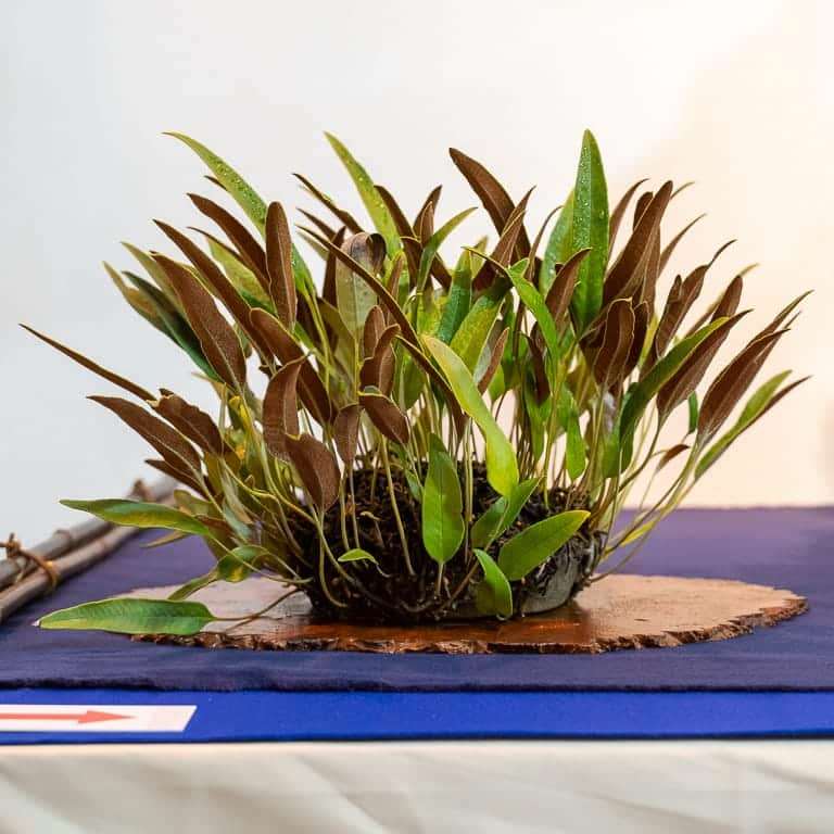 第94届国府10周年盆景大会 图片