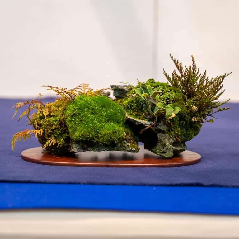 第94届国府10周年盆景大会 图片