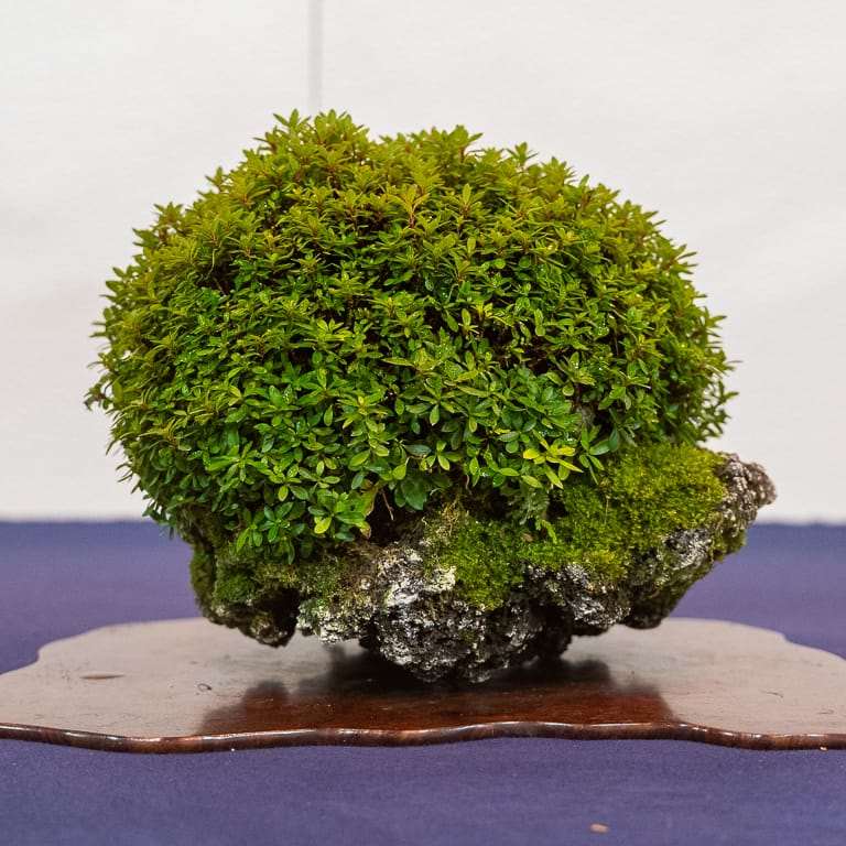 第94届国府10周年盆景大会 图片