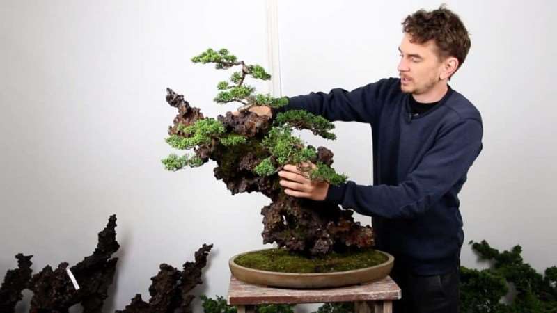 第94届国府10周年盆景大会 图片