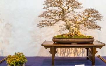 第94届国府10周年盆景大会 图片