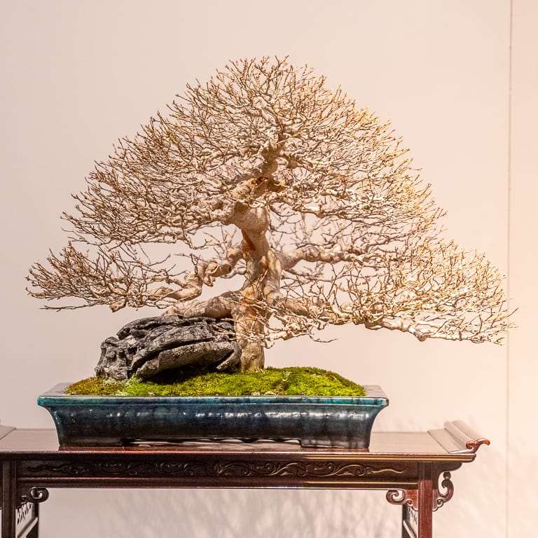 日本第94届国府盆景展 获奖作品 图片