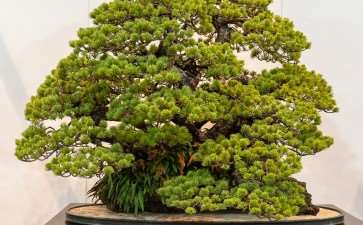 日本第94届国府盆景展 获奖作品 图片